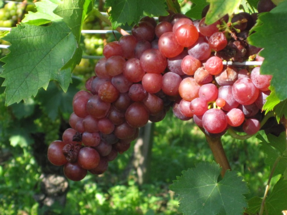 erfolgreich wein verkaufen