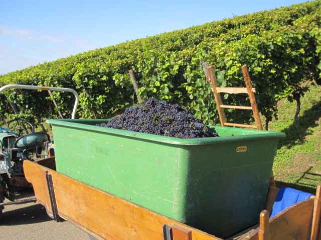 wein verkaufen